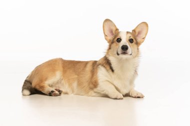 Welsh Corgi Pembroke 'un üniforma geçmişi