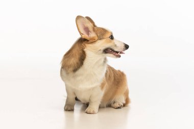 Welsh Corgi Pembroke 'un üniforma geçmişi