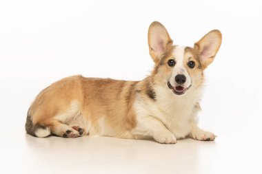 Welsh Corgi Pembroke 'un üniforma geçmişi