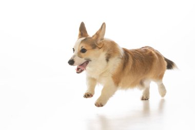 Welsh Corgi Pembroke 'un üniforma geçmişi