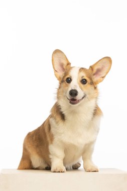 Welsh Corgi Pembroke 'un üniforma geçmişi