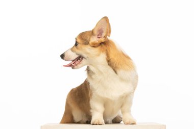 Welsh Corgi Pembroke 'un üniforma geçmişi