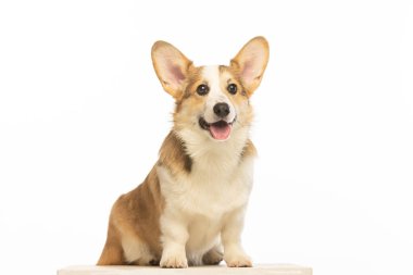 Welsh Corgi Pembroke 'un üniforma geçmişi