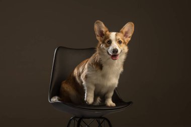 Welsh Corgi Pembroke 'un üniforma geçmişi