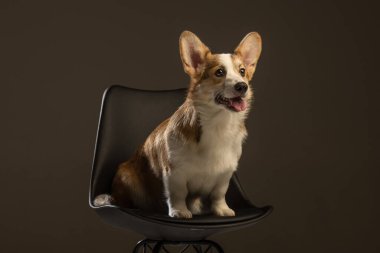 Welsh Corgi Pembroke 'un üniforma geçmişi