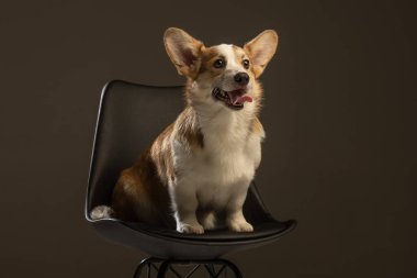 Welsh Corgi Pembroke 'un üniforma geçmişi