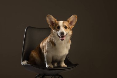 Welsh Corgi Pembroke 'un üniforma geçmişi