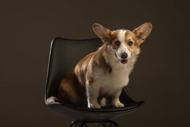Welsh Corgi Pembroke 'un üniforma geçmişi