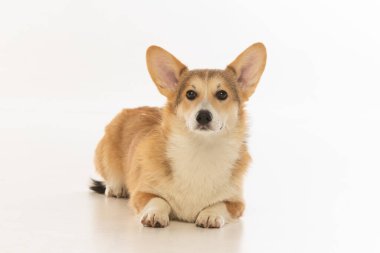 Welsh Corgi Pembroke 'un üniforma geçmişi
