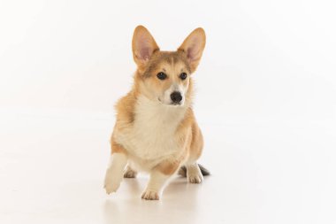 Welsh Corgi Pembroke 'un üniforma geçmişi