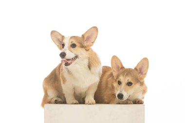 Welsh Corgi Pembroke 'un üniforma geçmişi