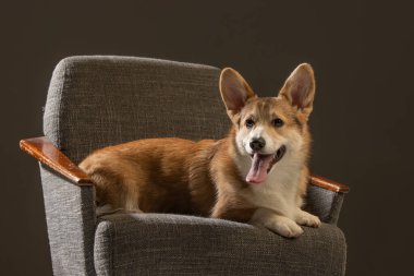 Welsh Corgi Pembroke 'un üniforma geçmişi