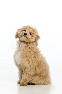 Beyaz arka planda Maltipoo köpek yavrusu