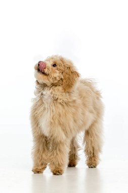 Beyaz arka planda Maltipoo köpek yavrusu