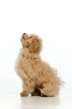 Beyaz arka planda Maltipoo köpek yavrusu