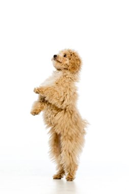 Beyaz arka planda Maltipoo köpek yavrusu