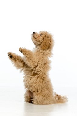 Beyaz arka planda Maltipoo köpek yavrusu