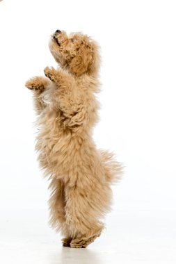 Beyaz arka planda Maltipoo köpek yavrusu