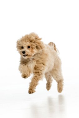 Beyaz arka planda Maltipoo köpek yavrusu