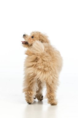 Beyaz arka planda Maltipoo köpek yavrusu