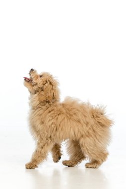 Beyaz arka planda Maltipoo köpek yavrusu