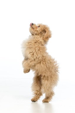 Beyaz arka planda Maltipoo köpek yavrusu