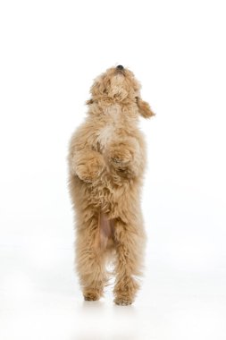 Beyaz arka planda Maltipoo köpek yavrusu