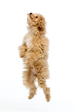 Beyaz arka planda Maltipoo köpek yavrusu