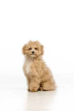 Beyaz arka planda Maltipoo köpek yavrusu