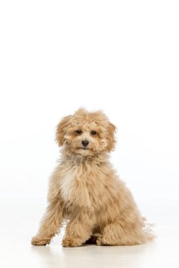 Beyaz arka planda Maltipoo köpek yavrusu