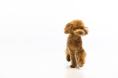 Beyaz arka planda Maltipoo köpek yavrusu