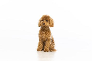 Beyaz arka planda Maltipoo köpek yavrusu