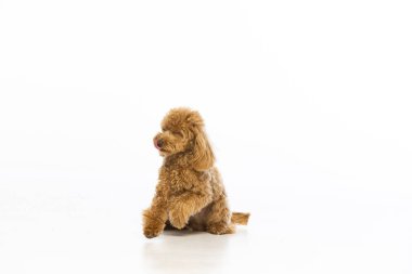 Beyaz arka planda Maltipoo köpek yavrusu