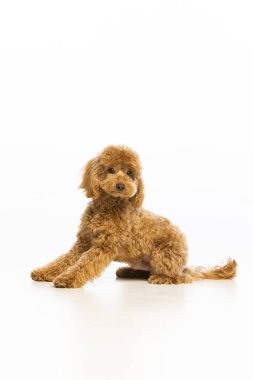 Beyaz arka planda Maltipoo köpek yavrusu