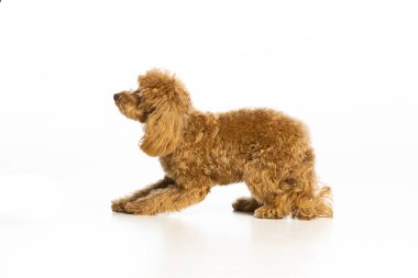 Beyaz arka planda Maltipoo köpek yavrusu