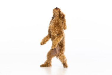 Beyaz arka planda Maltipoo köpek yavrusu