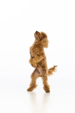 Beyaz arka planda Maltipoo köpek yavrusu