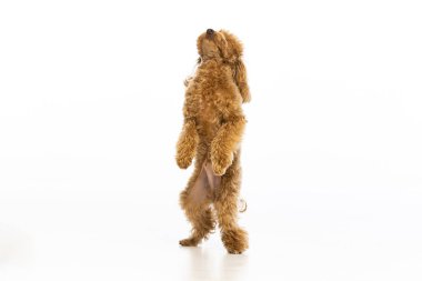 Beyaz arka planda Maltipoo köpek yavrusu