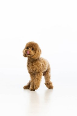 Beyaz arka planda Maltipoo köpek yavrusu