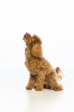 Beyaz arka planda Maltipoo köpek yavrusu