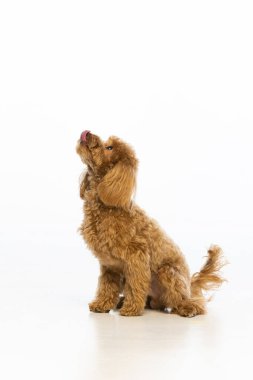 Beyaz arka planda Maltipoo köpek yavrusu