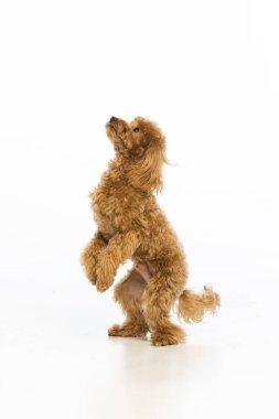 Beyaz arka planda Maltipoo köpek yavrusu