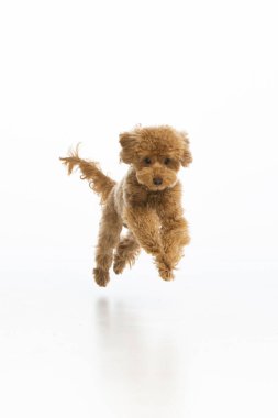 Beyaz arka planda Maltipoo köpek yavrusu