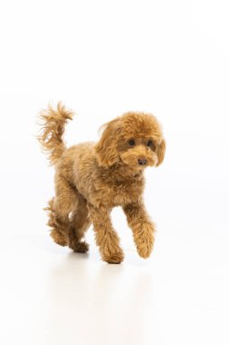 Beyaz arka planda Maltipoo köpek yavrusu