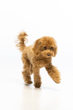 Beyaz arka planda Maltipoo köpek yavrusu