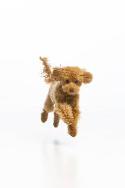 Beyaz arka planda Maltipoo köpek yavrusu