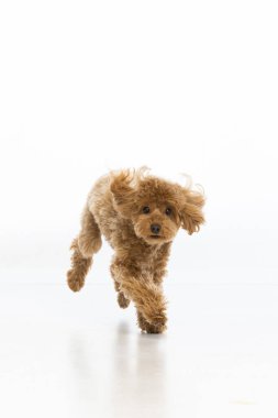 Beyaz arka planda Maltipoo köpek yavrusu