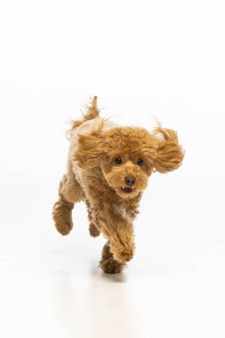 Beyaz arka planda Maltipoo köpek yavrusu