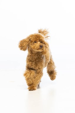 Beyaz arka planda Maltipoo köpek yavrusu