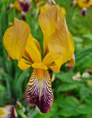 Bahçedeki güzel göz.